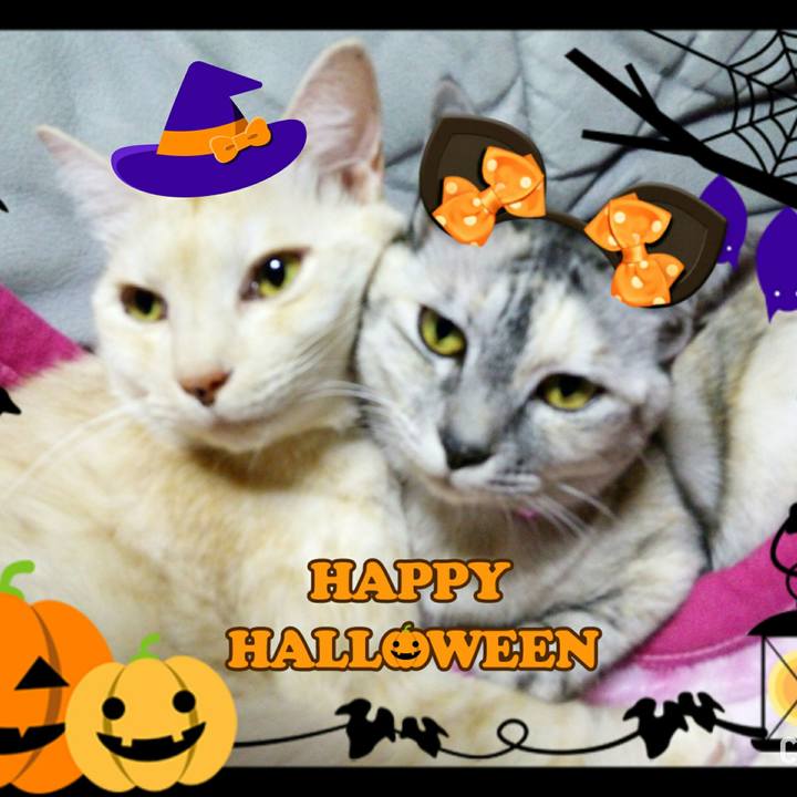 A5fa295c 4a07 4d8c 9b3a d0affbdf32fc