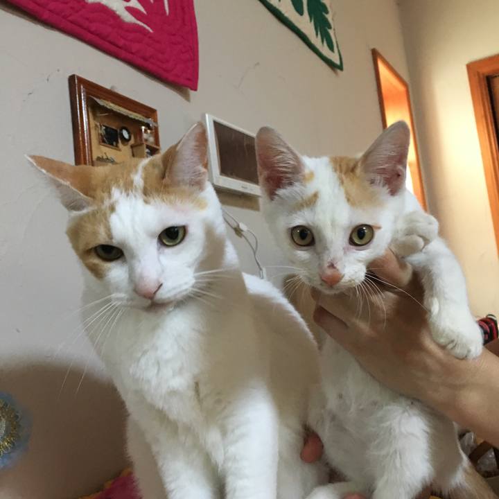 A6035a0e 80e6 4019 b197 f04a1e084e34