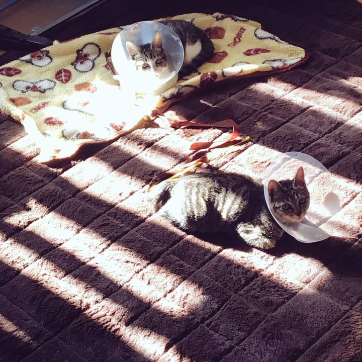 A6081c25 3c70 452f 83fc e49c317d09ed