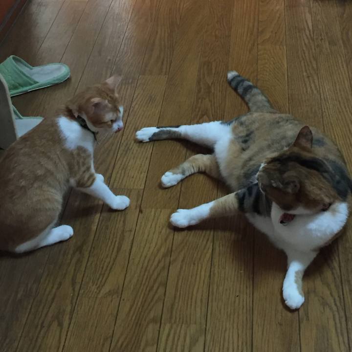 A6083469 661f 4a2c 93fd 036793995299