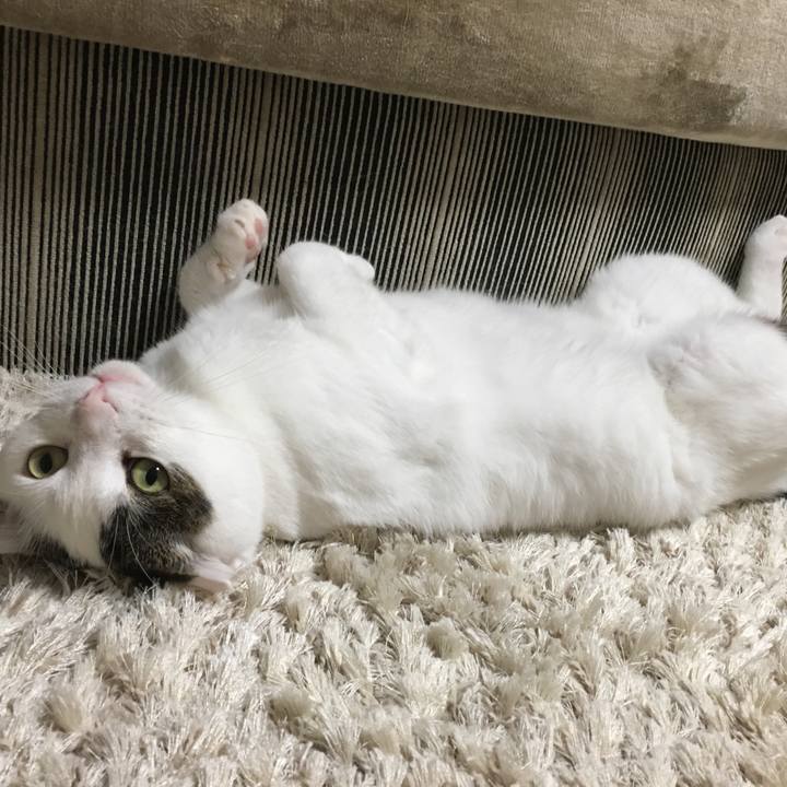 A60a83b7 3079 4fc1 a9f3 260a01fe5d67