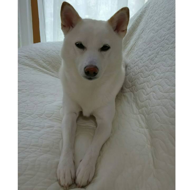 A612e461 5e0c 4a5a 97ec 60343c4f5b57