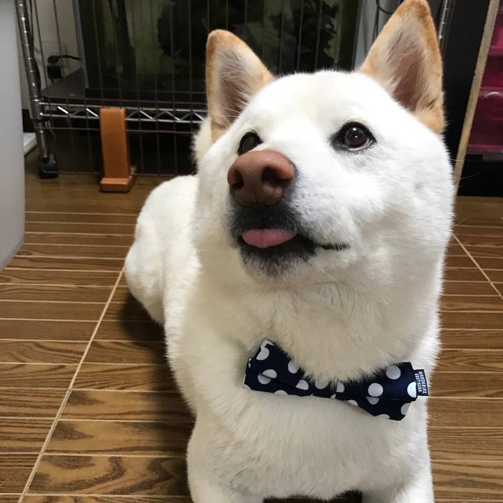 A616a38f 7e8b 494b 8a92 641afde58729