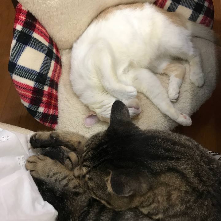 A6192818 9516 4332 9966 2f77a3fc8a31