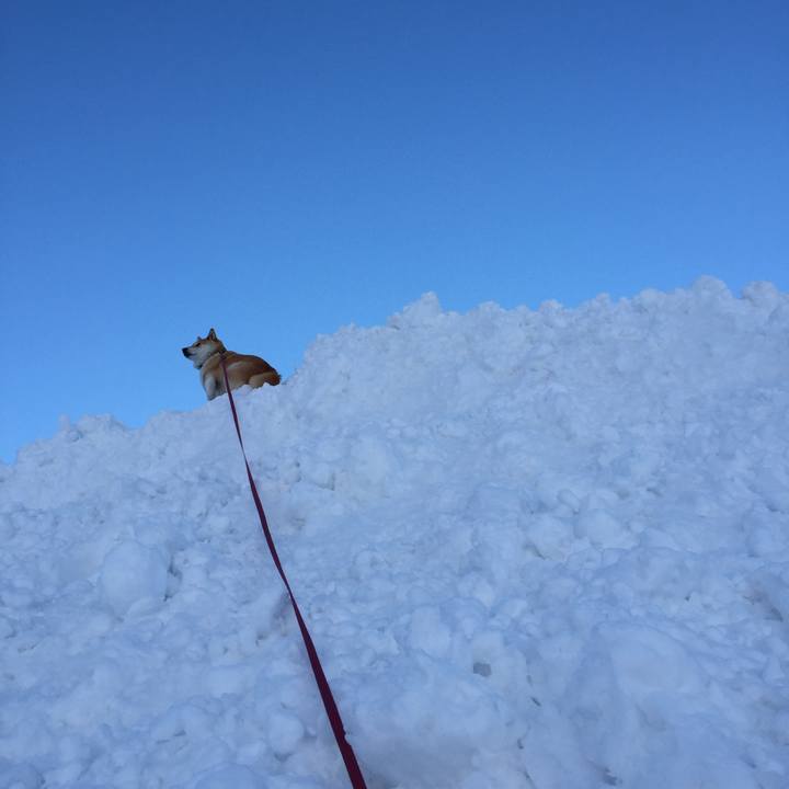 A61a88a3 579d 4651 a534 dff0a14b76b5