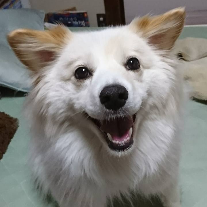 A61c077b e896 4dc1 a236 a7bfe654ee52