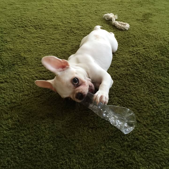 A61ceb33 63f7 46fb 969b 30d4645f517e