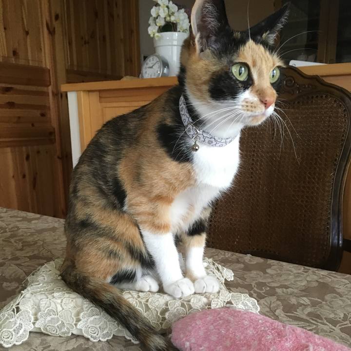 A61d35b6 cd54 4fbe b6c7 3e553efea7aa