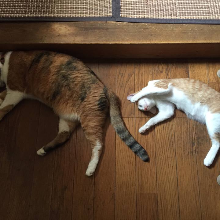 A6298da6 4884 4d17 a26b b826a70b0e9f