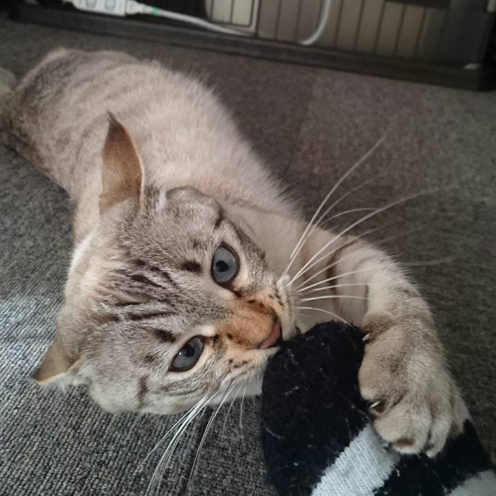 A62ade81 a7bb 4a15 aeac 6d99a4cc822e