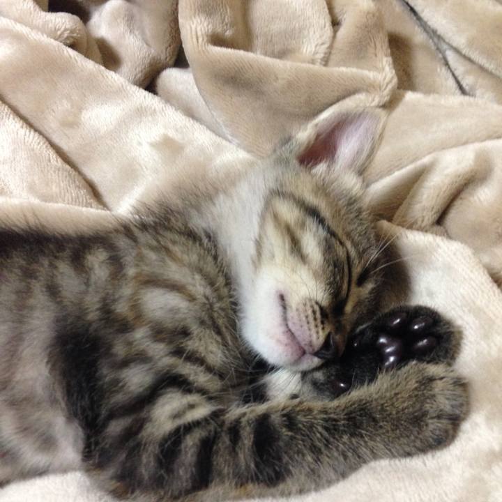 A62c8310 4228 4800 ae3b a738addd9113