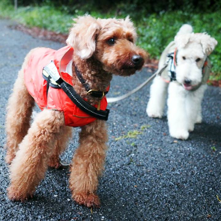 A62e315f 6828 4f8f b018 fac0ea8a3089