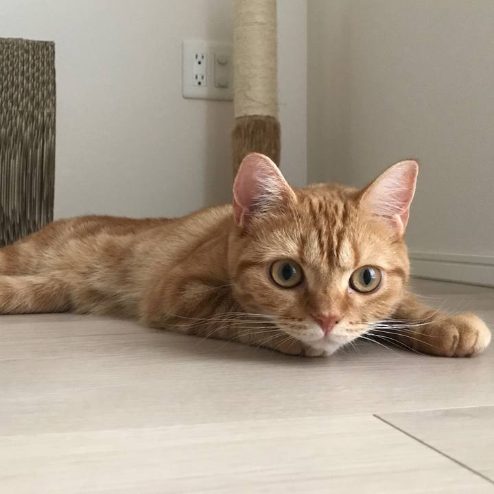 A634b6cc d0b5 4bdf 859b e0e918638529