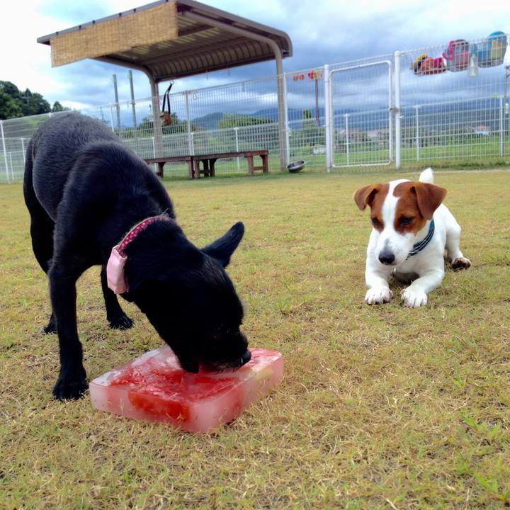 A651cc54 d598 4627 9487 3ce6f24e4e01