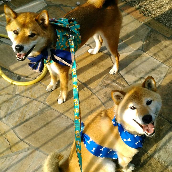 A655be09 5090 4c77 84d7 98121fef25f4