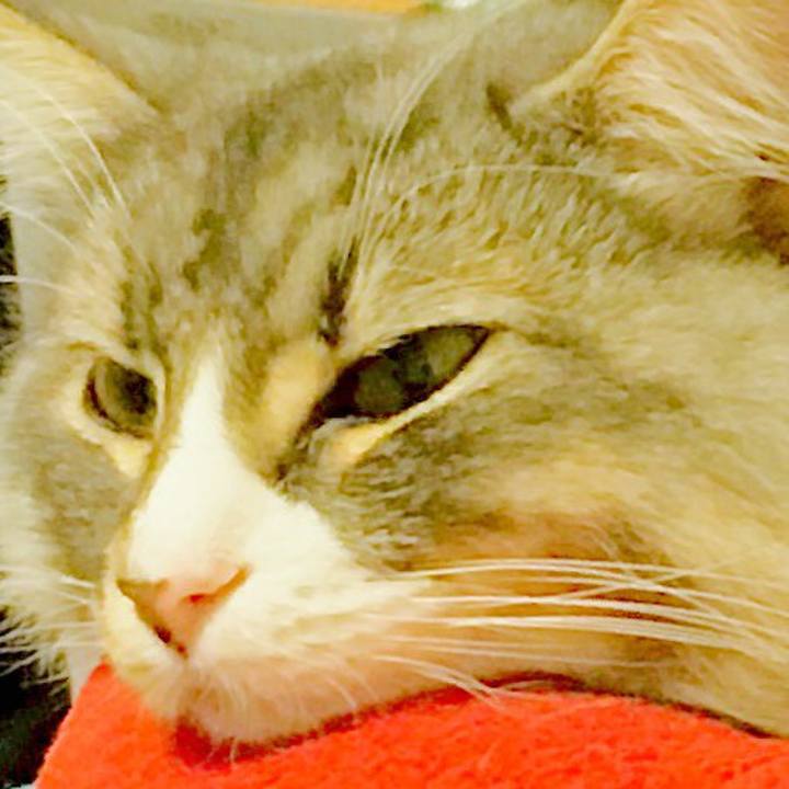 A65bf4a0 4edc 4b99 8323 9dcd845b33dc