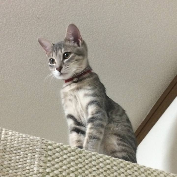 A662a683 b1fa 4e63 8f2b 27674b6b9376