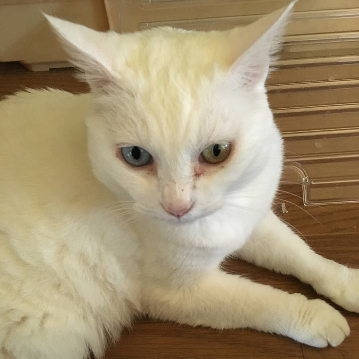 A6651e47 b9f9 4aa6 8583 7ae212216390