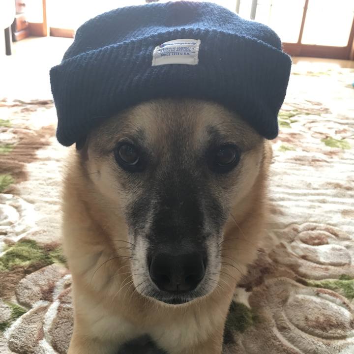 A665cafd 6984 4200 a6c9 bbb908bbd558