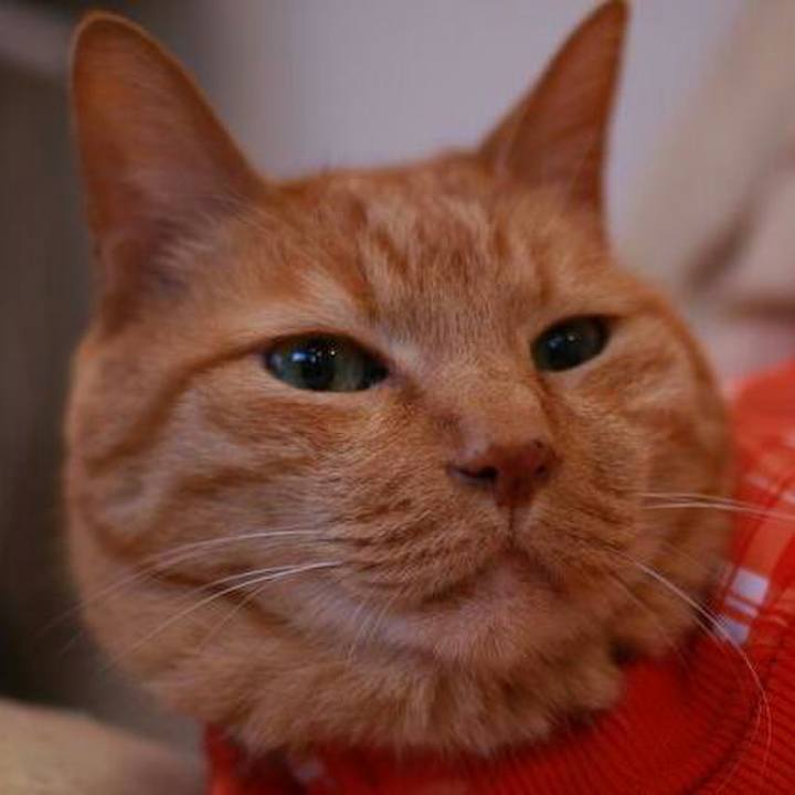 A668f514 412c 4f74 bd29 cfa5517a32be