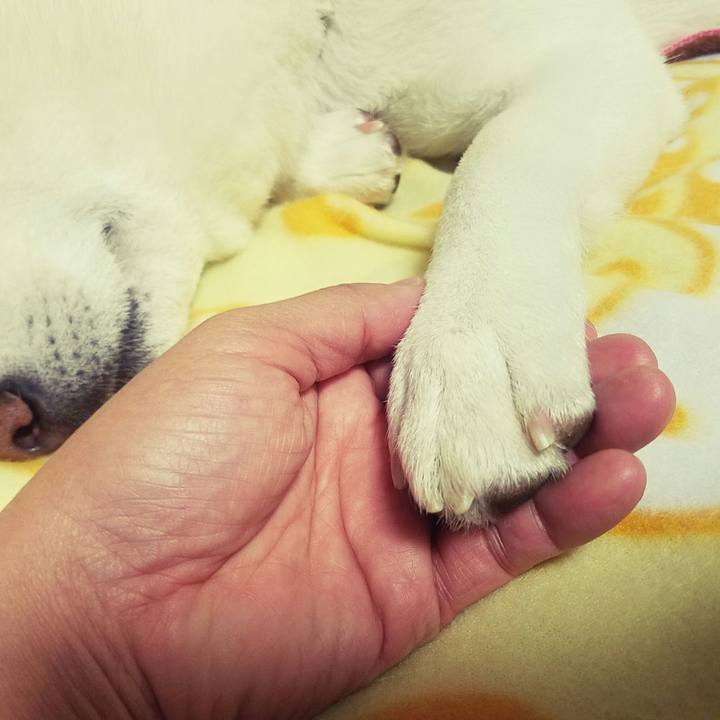 A66ce219 d636 40bd aa5a 3e8333829cb3