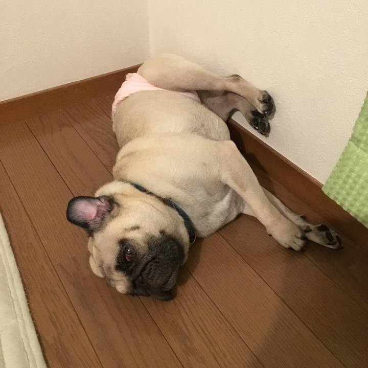 A66e9954 6c09 481b bf5c ef6a867700da