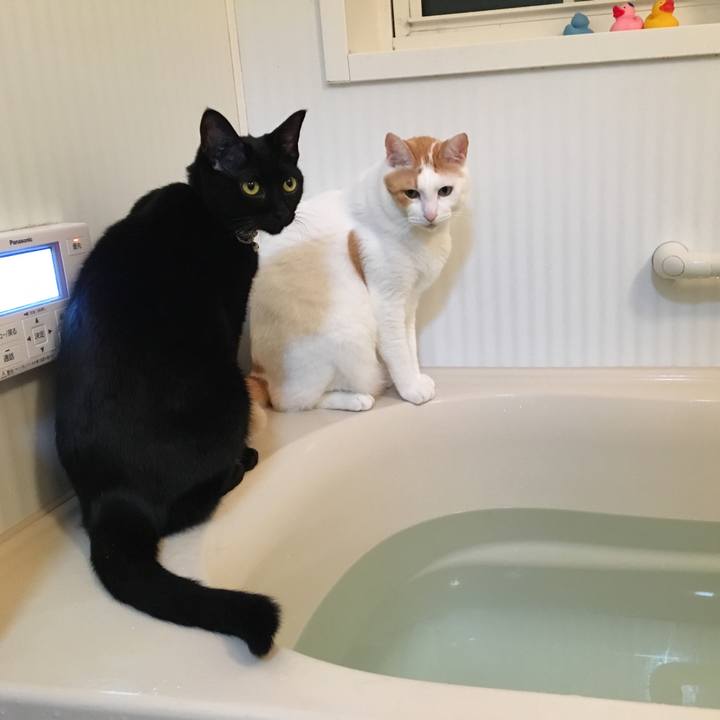 A66f8224 d922 4bc7 80f0 706f27b0f01b