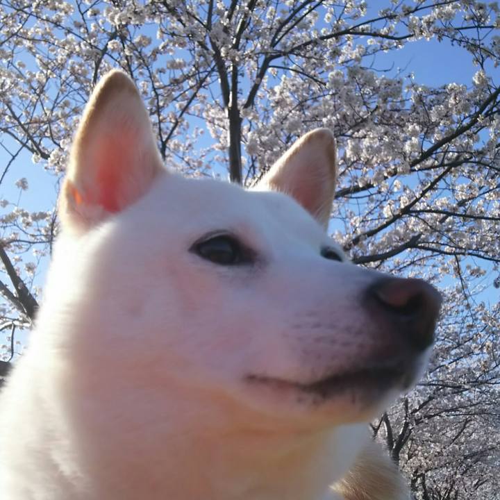 A672e98d 75a9 41d8 8d8c ff8c37e34722