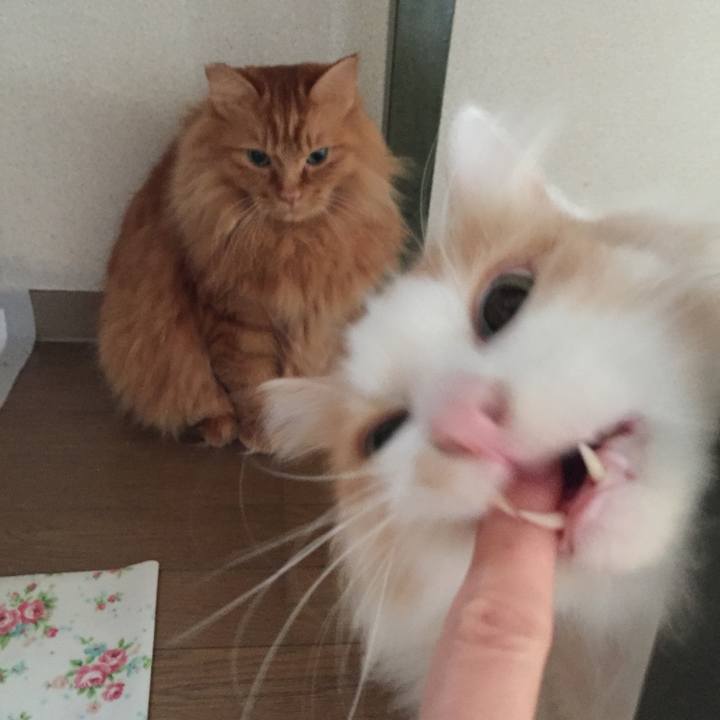 A673184a de5b 41cc aef4 8d4d6c3f36fb