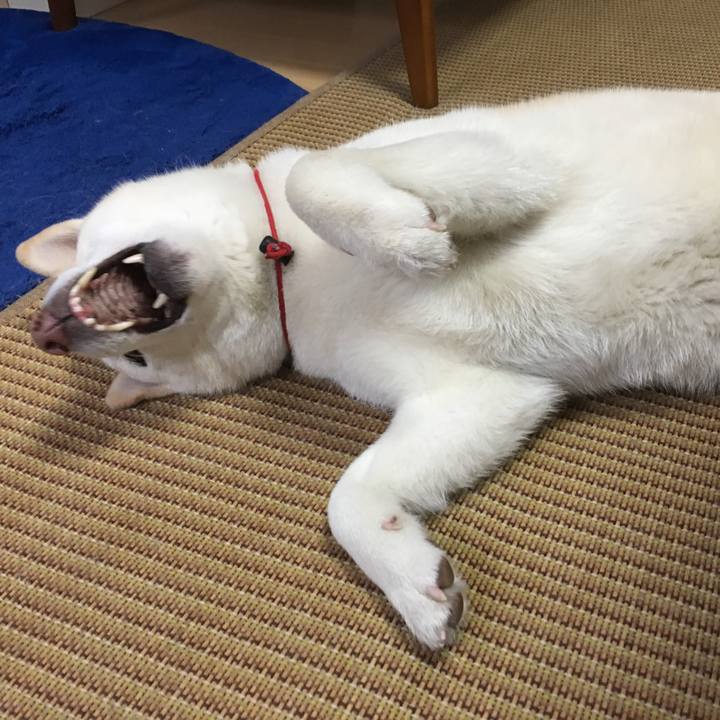 A677f01f 5976 4333 9e72 2d7129d1408a