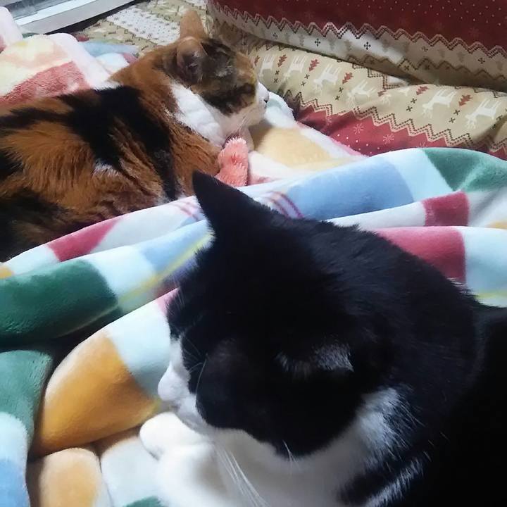 A682ca86 97c7 4f45 9c80 ee2ddf7b71c1