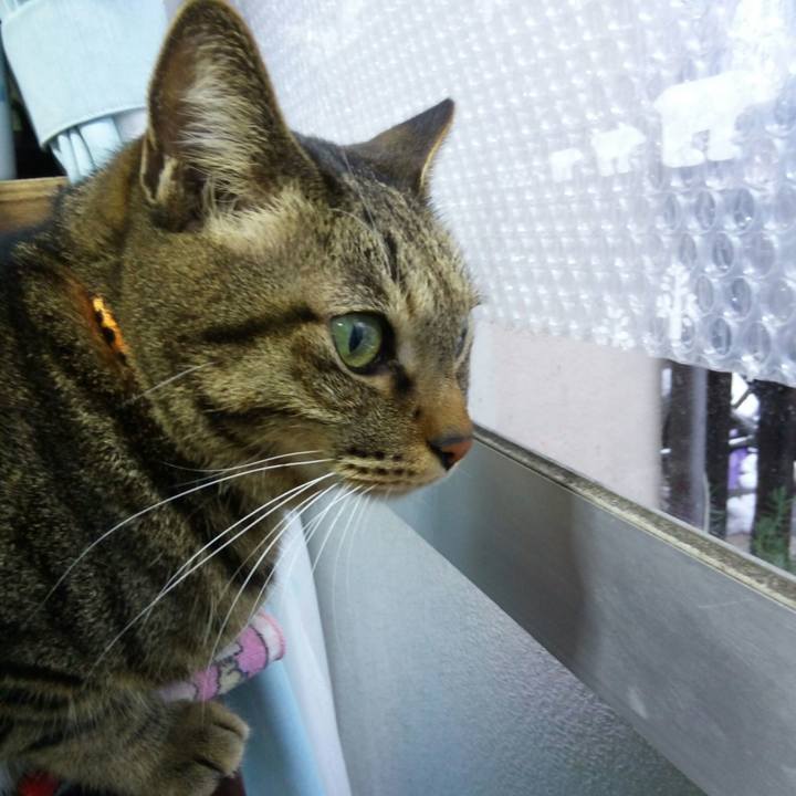 A684a816 01a3 416b b0c7 1fded36bf706