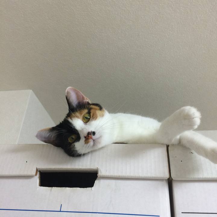 A68b652a 51ff 4930 8bc0 25d6632f5ce9