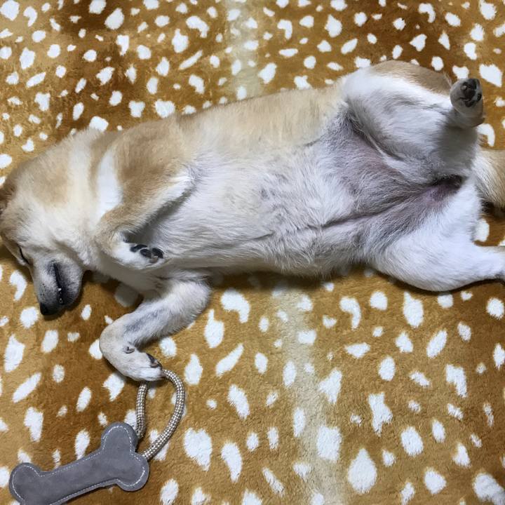 A68f503c 4458 41b3 8d63 18245bc5d8e4