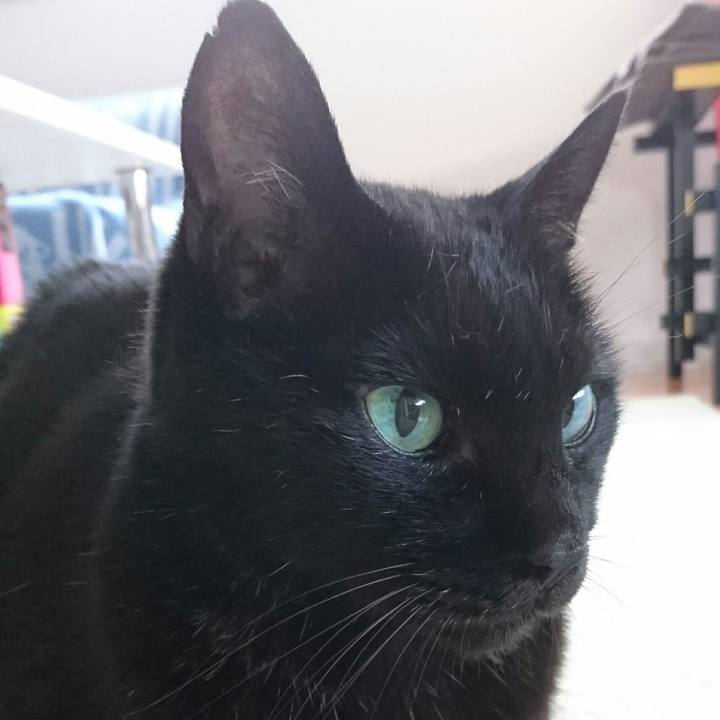 A6900056 6beb 49e1 a608 06721c4737bb