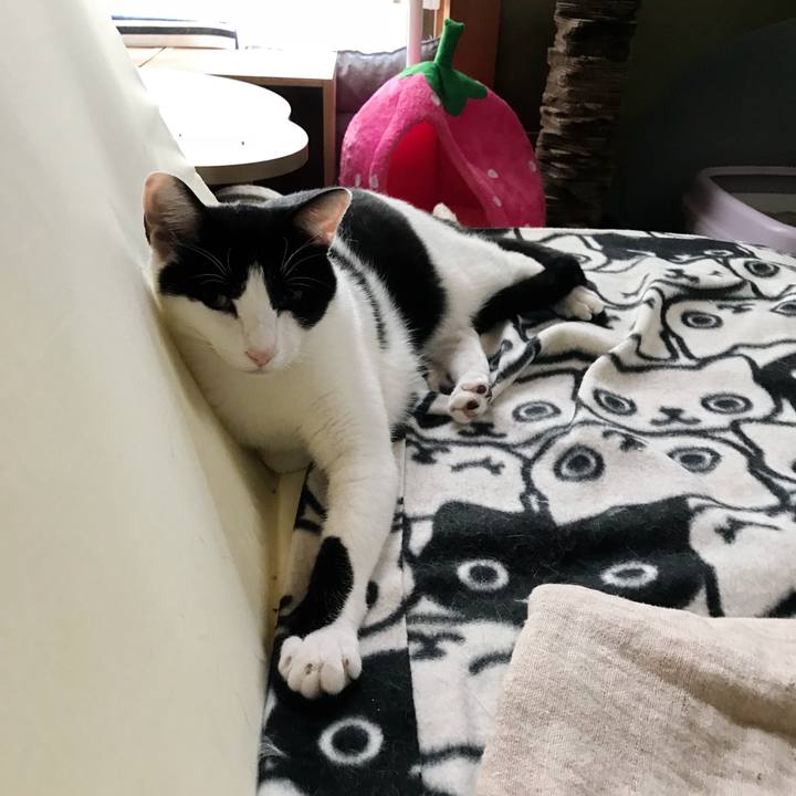 A69081a7 f15e 45de 84d1 8d93846f353c