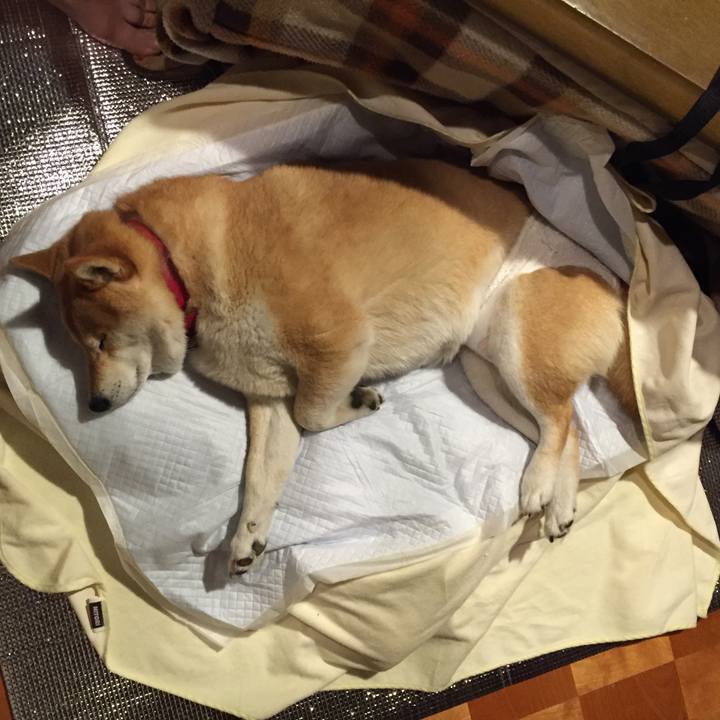 A699c3f2 80c6 40dd b151 483042d9a8d2