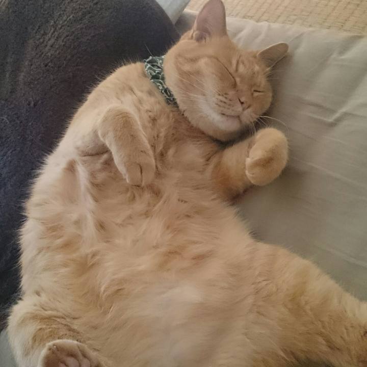 A69c4f52 2047 4024 9ec7 e7766980f8f8