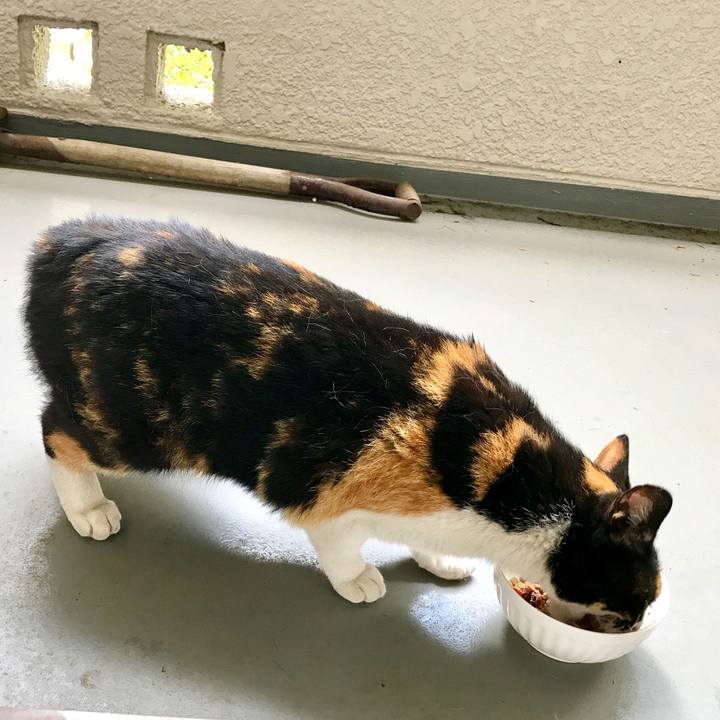 A6aa8075 f3be 4642 a8e7 87d473ed0519