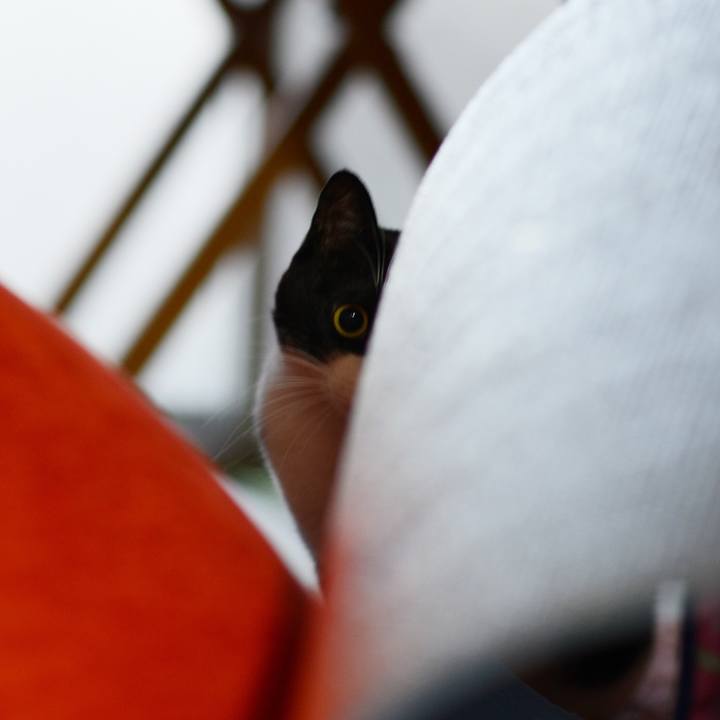 A6b8f988 e900 4454 a05d 95b5d80f4b6c