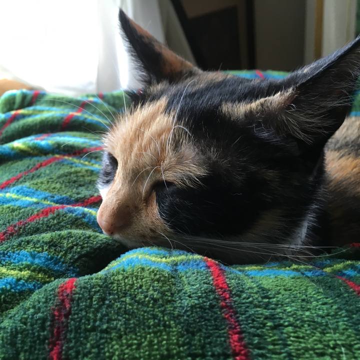 A6b933d8 609d 4b16 be44 f42fad1684b2