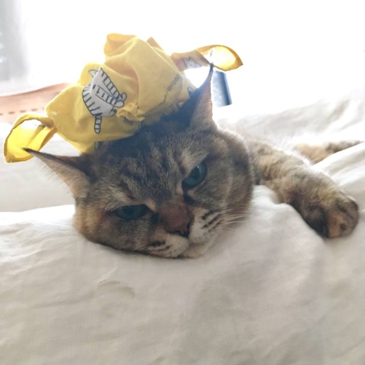 A6b98abd da48 4682 86b4 ceaacc2799ae