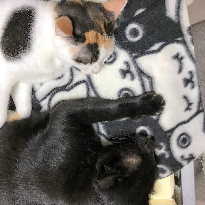 A6c58dfc 96e0 4de3 b7d5 5b88dc8e9bcd