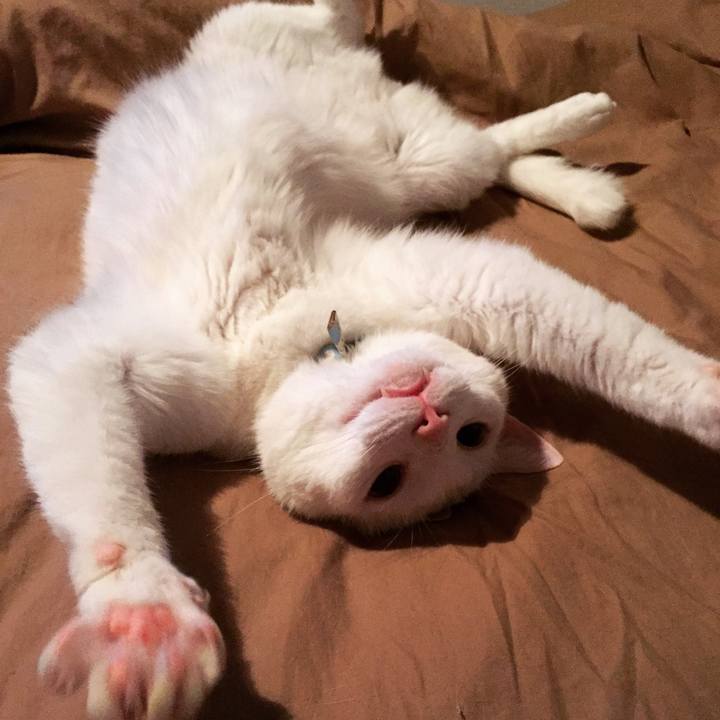 A6c70ae2 4752 483c 8cf8 89f493e68268