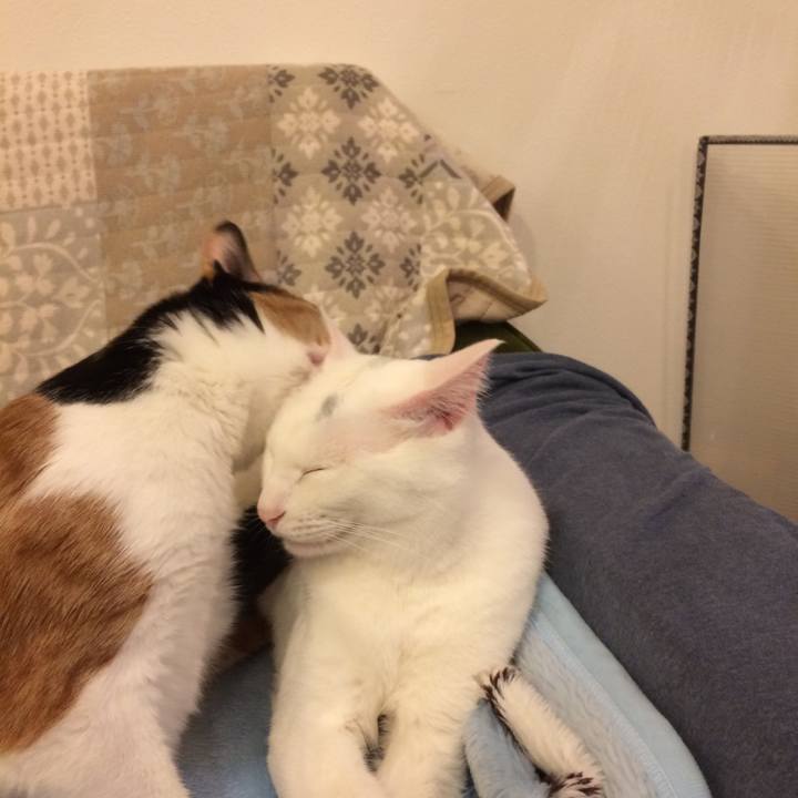 A6d4429f 9c42 4944 b3c7 ce41f7bd6c64