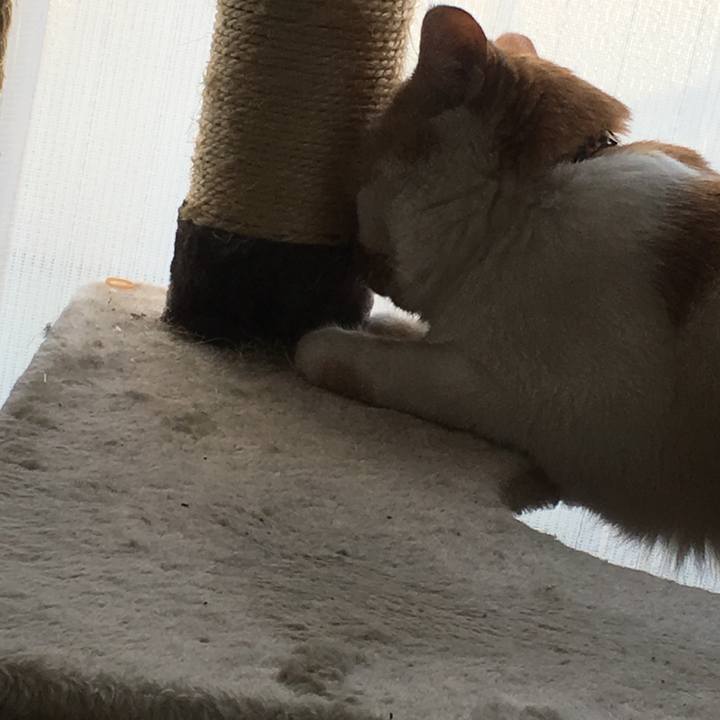 A6dcad03 ea54 4052 9dd6 eb550567bc70