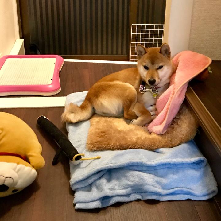 A6de4d95 88f9 4fd3 8d93 9ca2895dae1d