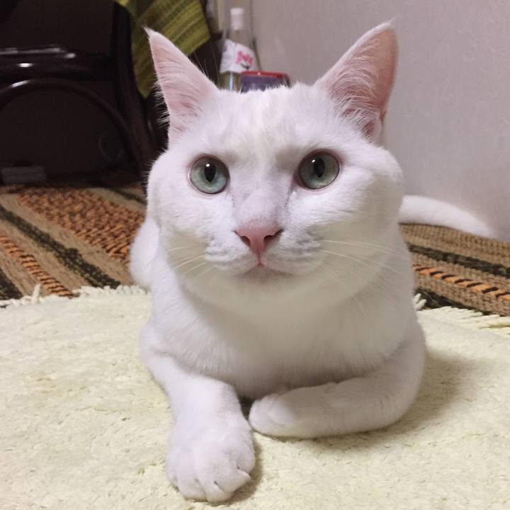 A6e77bdc 2595 4074 8cc2 a80b3d6a6996