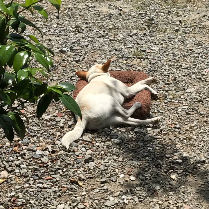 A6e8fc9c e7c0 49dd 8ca5 4a72375a86a1