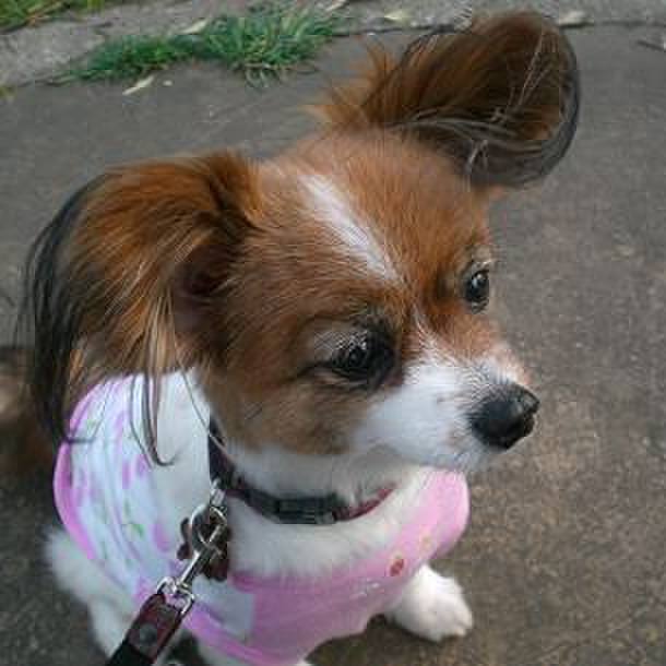 A6eb77e8 0bae 4cea 82d6 63eb673f5927